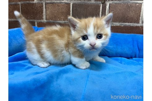 販売中の東京都のマンチカン(短足)-120488の6枚目