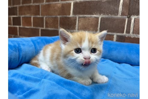 販売中の東京都のマンチカン(短足)-120488の2枚目