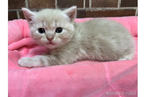 販売中の東京都のマンチカン-120489の2枚目