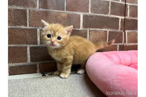販売中の東京都のマンチカン-120491の5枚目
