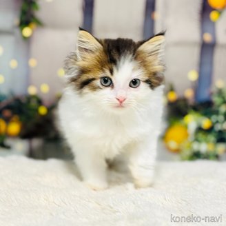販売中の岐阜県のサイベリアン-120497の3枚目