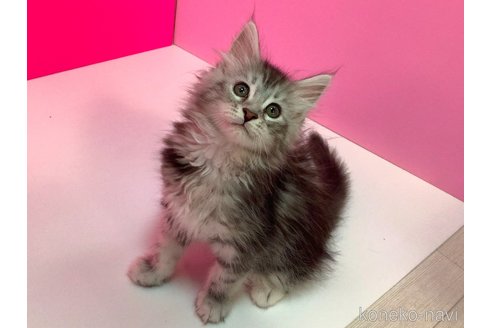 販売中の群馬県のメインクーン-120500の4枚目