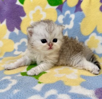 販売中の神奈川県のペルシャ(チンチラ)-120503の6枚目