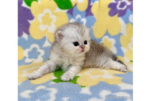 販売中の神奈川県のペルシャ(チンチラ)-120503の2枚目