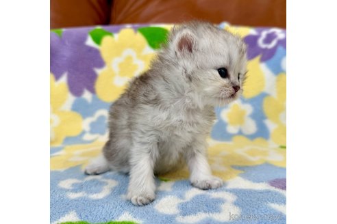 販売中の神奈川県のペルシャ(チンチラ)-120504の6枚目