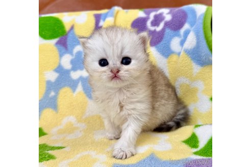 販売中の神奈川県のペルシャ(チンチラ)-120506の2枚目