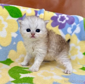 販売中の神奈川県のペルシャ(チンチラ)-120506の3枚目