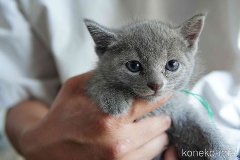 販売中の神奈川県のロシアンブルー-120509の4枚目