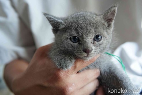 販売中の神奈川県のロシアンブルー-120509の5枚目