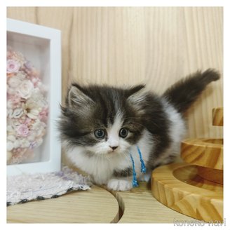 販売中の長野県のミヌエット(短足)-120510の5枚目