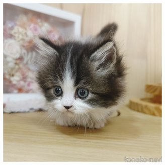 販売中の長野県のミヌエット(短足)-120510の4枚目
