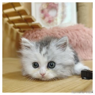 販売中の長野県のミヌエット(短足)-120511の4枚目
