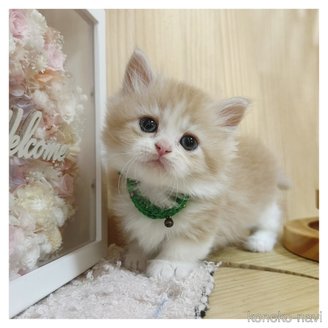 販売中の長野県のマンチカン(短足)-120512の6枚目