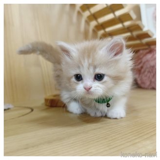 販売中の長野県のマンチカン(短足)-120512の7枚目