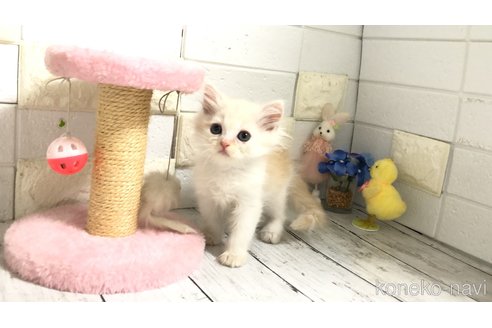 販売中の埼玉県のマンチカン-118677の3枚目