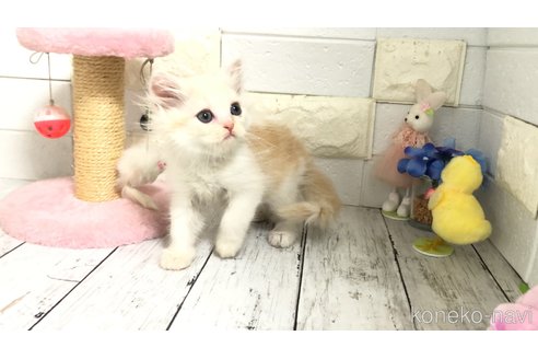 販売中の埼玉県のマンチカン-118677の4枚目