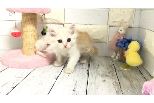販売中の埼玉県のマンチカン-118677の8枚目