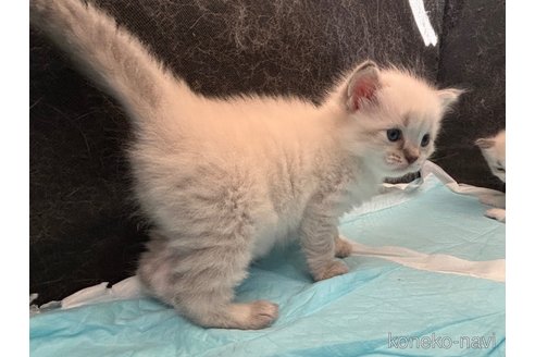 販売中の千葉県のラグドール-120516の2枚目