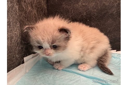 販売中の千葉県のラグドール-120517の2枚目