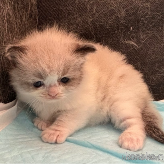 販売中の千葉県のラグドール-120517の1枚目