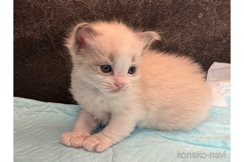 販売中の千葉県のラグドール-120518の5枚目