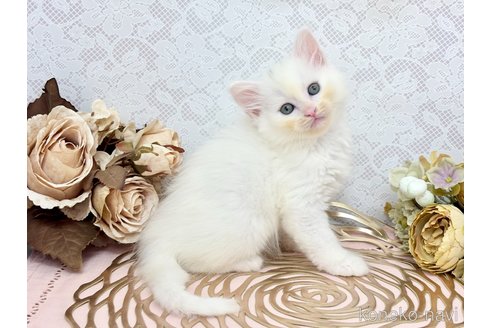 販売中の埼玉県のサイベリアン-120529の1枚目