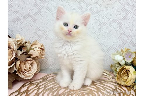 販売中の埼玉県のサイベリアン-120529の3枚目