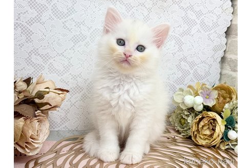 販売中の埼玉県のサイベリアン-120529の5枚目