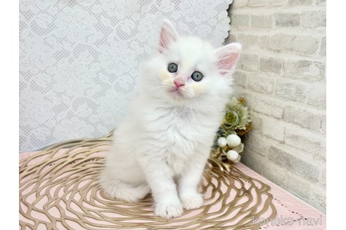 販売中の埼玉県のサイベリアン-120530の5枚目