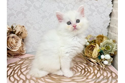 販売中の埼玉県のサイベリアン-120530の2枚目
