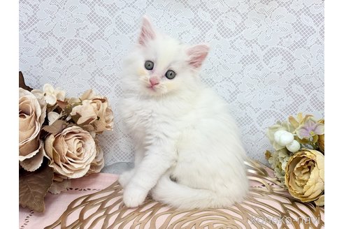販売中の埼玉県のサイベリアン-120530の3枚目