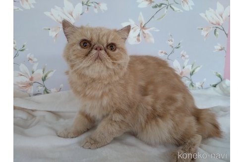 成約済の大阪府のエキゾチックショートヘア-120535の5枚目