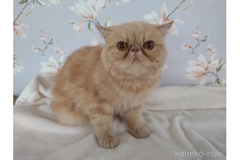 成約済の大阪府のエキゾチックショートヘア-120535の6枚目