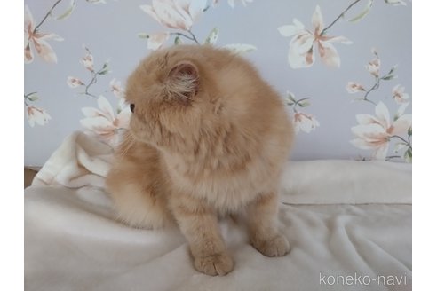成約済の大阪府のエキゾチックショートヘア-120535の3枚目