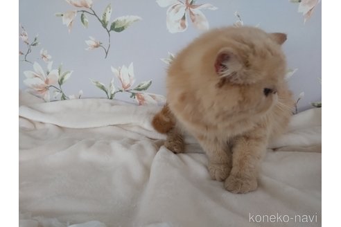 成約済の大阪府のエキゾチックショートヘア-120535の4枚目