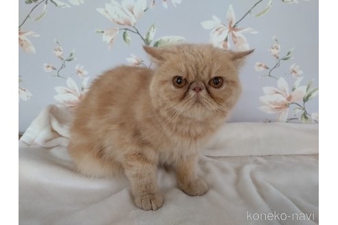 成約済の大阪府のエキゾチックショートヘア-120535の2枚目