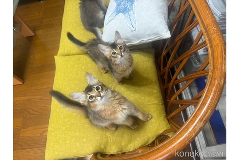 販売中の神奈川県のソマリ-120537の7枚目