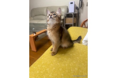 販売中の神奈川県のソマリ-120537の6枚目