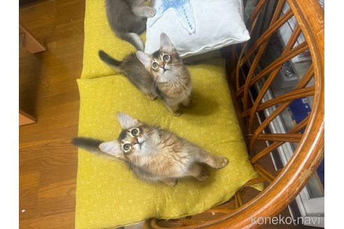 販売中の神奈川県のソマリ-120537の8枚目