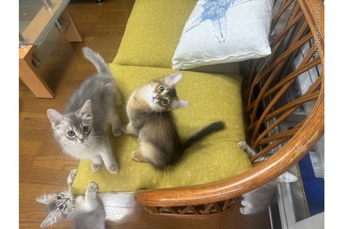販売中の神奈川県のソマリ-120537の3枚目