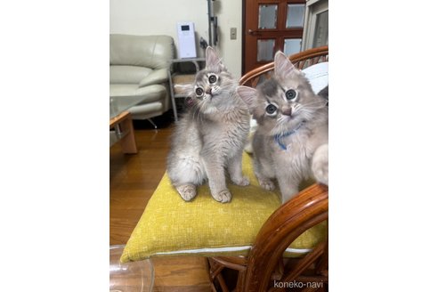 販売中の神奈川県のソマリ-120539の3枚目