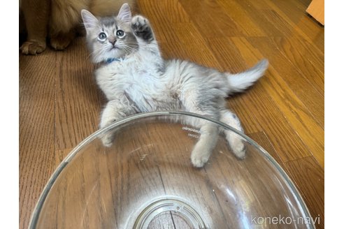 販売中の神奈川県のソマリ-120543の8枚目