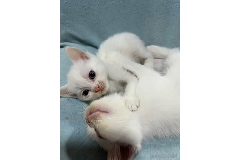 販売中の埼玉県のミックス-120328の3枚目