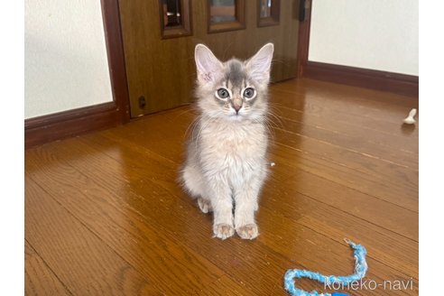 販売中の神奈川県のソマリ-120544の2枚目