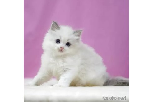 販売中の埼玉県のラグドール-120549の6枚目