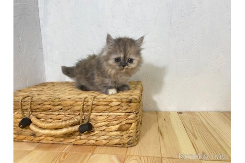 販売中の千葉県のマンチカン(短足)-120550の10枚目