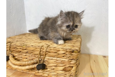 販売中の千葉県のマンチカン(短足)-120550の8枚目