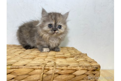 販売中の千葉県のマンチカン(短足)-120550の4枚目