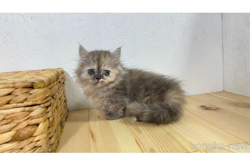 販売中の千葉県のマンチカン(短足)-120550の7枚目