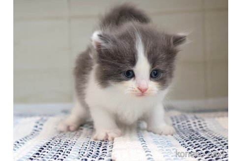 販売中の愛知県のサイベリアン-120557の5枚目